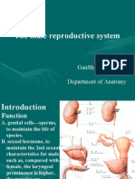 10th--The Male Reproductive System (2)