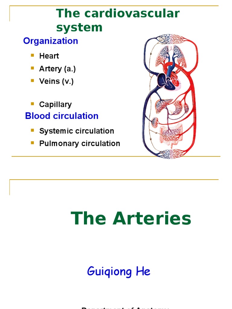 The Cardiovascular System: Organization | PDF | Common Carotid Artery ...