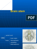 Brain Stem 1st