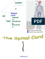 Spinal Cord1