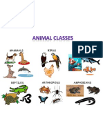 Animal Classes