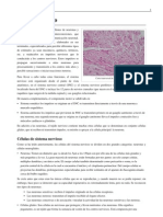 Tejido Nervioso PDF