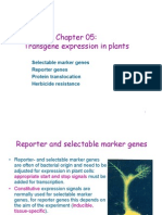 Transgene Expression