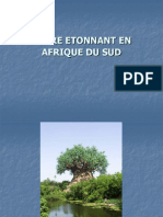 Arbre Etonnant en Afrique Du Sud