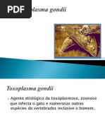 Toxoplasma Gondii Ideal Ideal