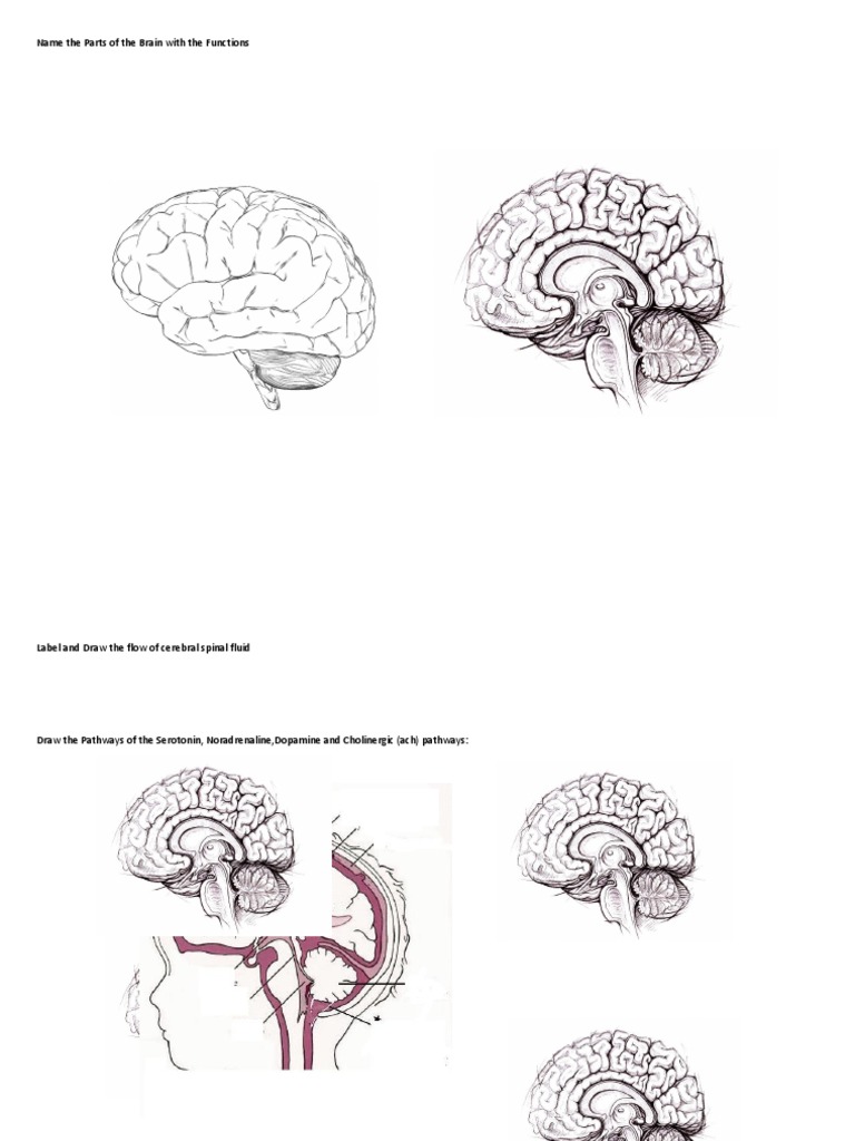 Brain Parts and Functions Explained | PDF