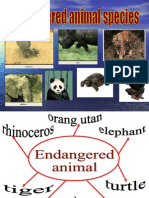Endangered Animals and Plants