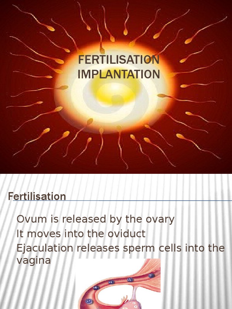Fertilization and Embryo Development Guide | PDF