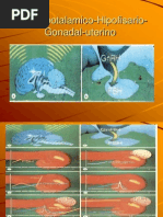 995_Aula Do Eixo Hipotalamico Hipofisario Gonadal Uterino