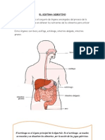 El Sistema Digestivo