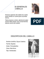 Generalidades Del Caballo.