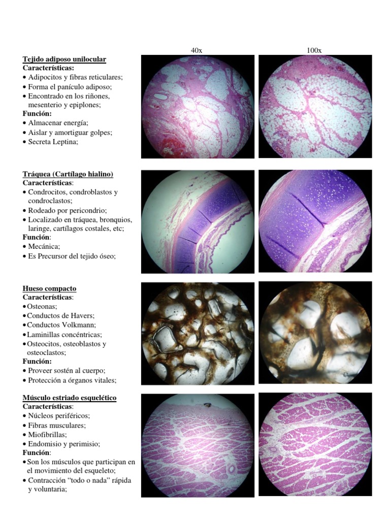 Bouteille Isotherme Les Nymphéas - Monet