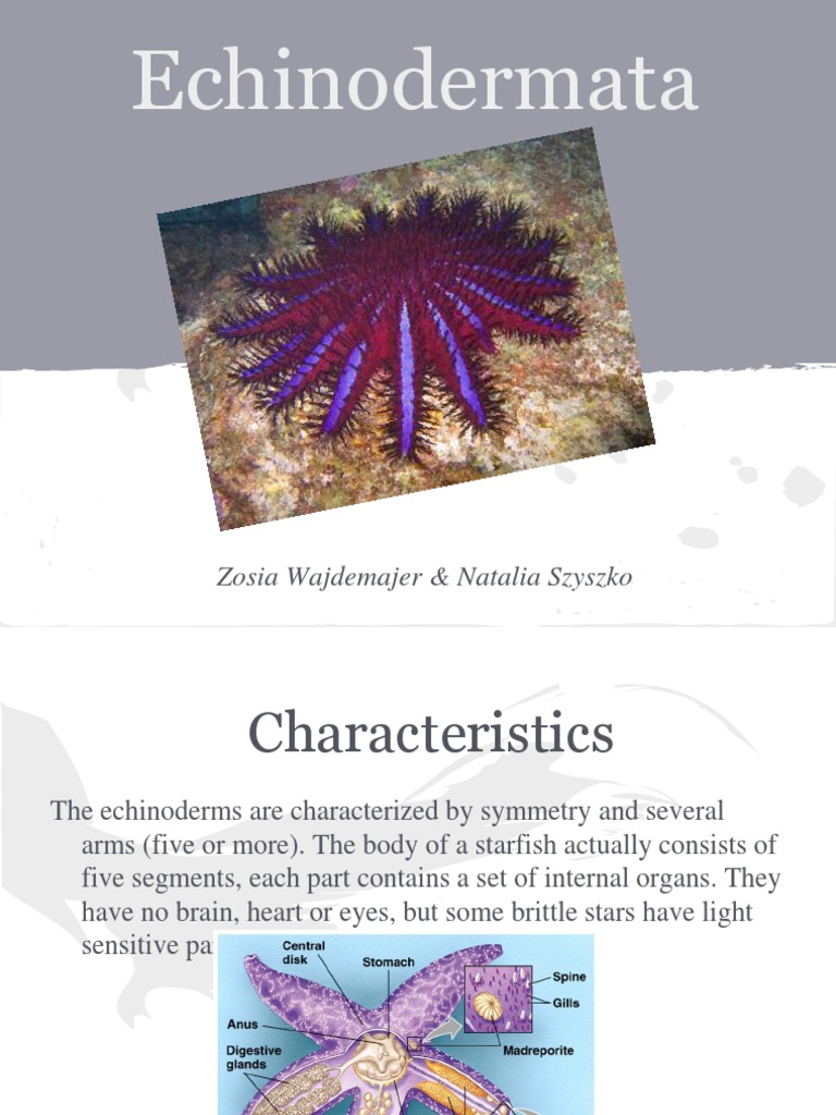 Echinodermata | PDF | Home & Garden