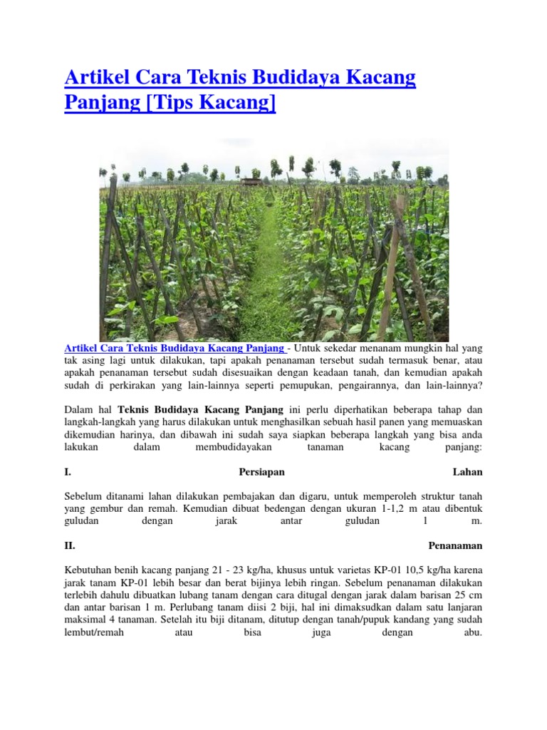 Artikel Cara Teknis Budidaya Kacang Panjang