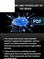 Anatomy and Physiology of The Brain