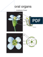 ABC Model of Flower Development