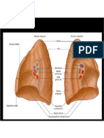 Anatomia de Torax