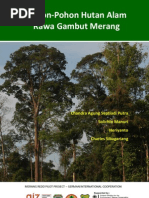 Download Buku Pohon-Pohon Hutan Alam Rawa Gambut Merang by Monita Barnes SN134989090 doc pdf