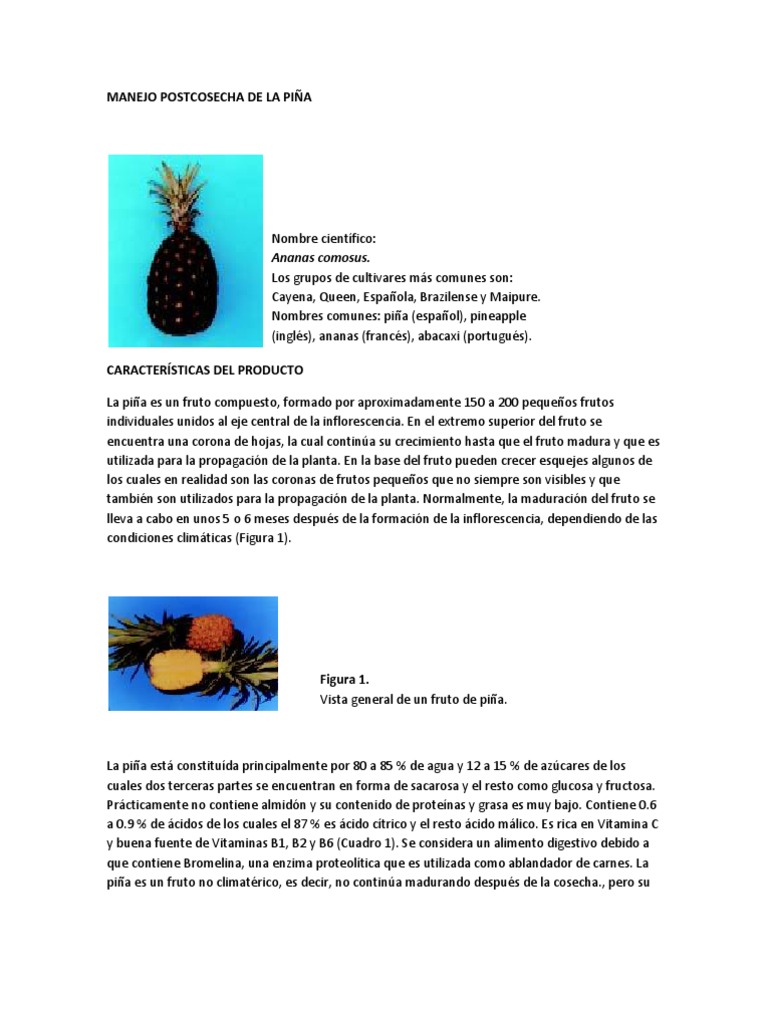Manejo Postcosecha de la Piña | PDF | Piña | Fruta