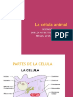 La Célula Animal Usos