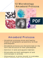 Amoeboid Protozoa