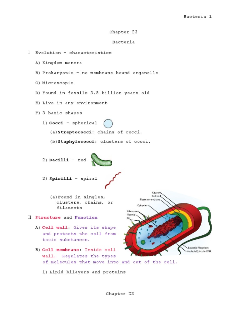 Chapter 23 Bacteria | Bacteria | Cell (Biology)