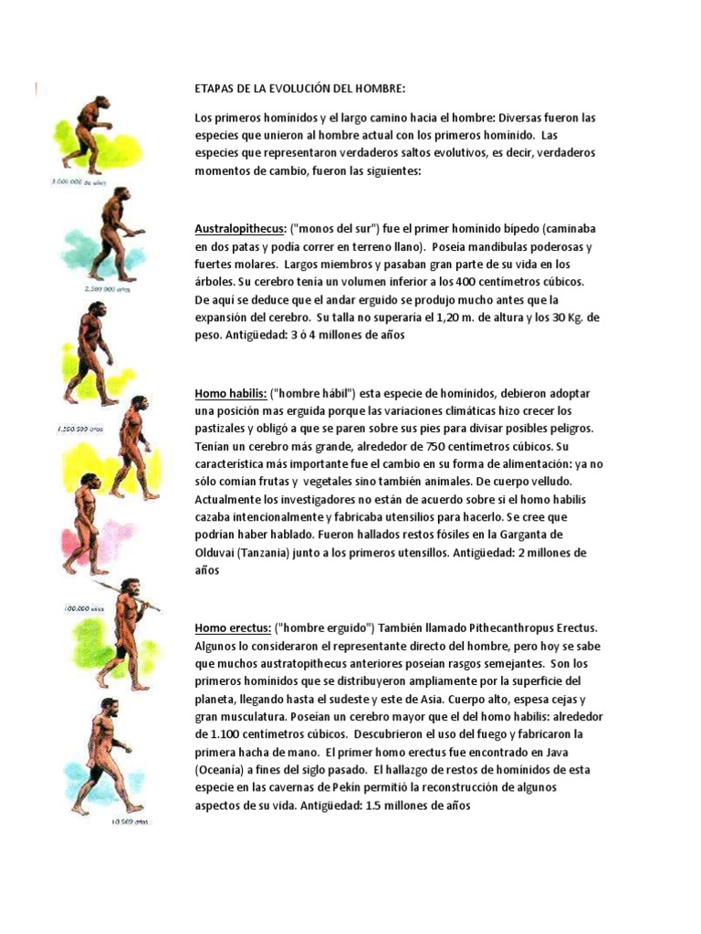 Etapas de La Evolución Del Hombre | PDF | Homo | Evolución humana