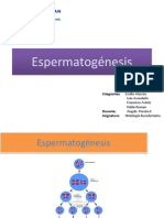 espermatogenesis (1)
