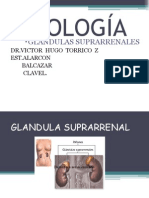 Glandula Suprarrenal