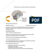 Neuroplasticidad: capacidad del cerebro para aprender