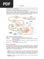 Esquema de la Neurona y sus Partes | PDF | Neurona | Axon