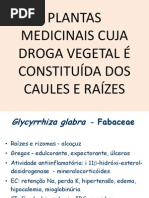 Aula Droga Raiz e Caule[1]