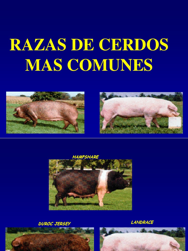 Razas Comunes de Cerdos y Hibridación | PDF | Cerdo doméstico | Híbrido ...