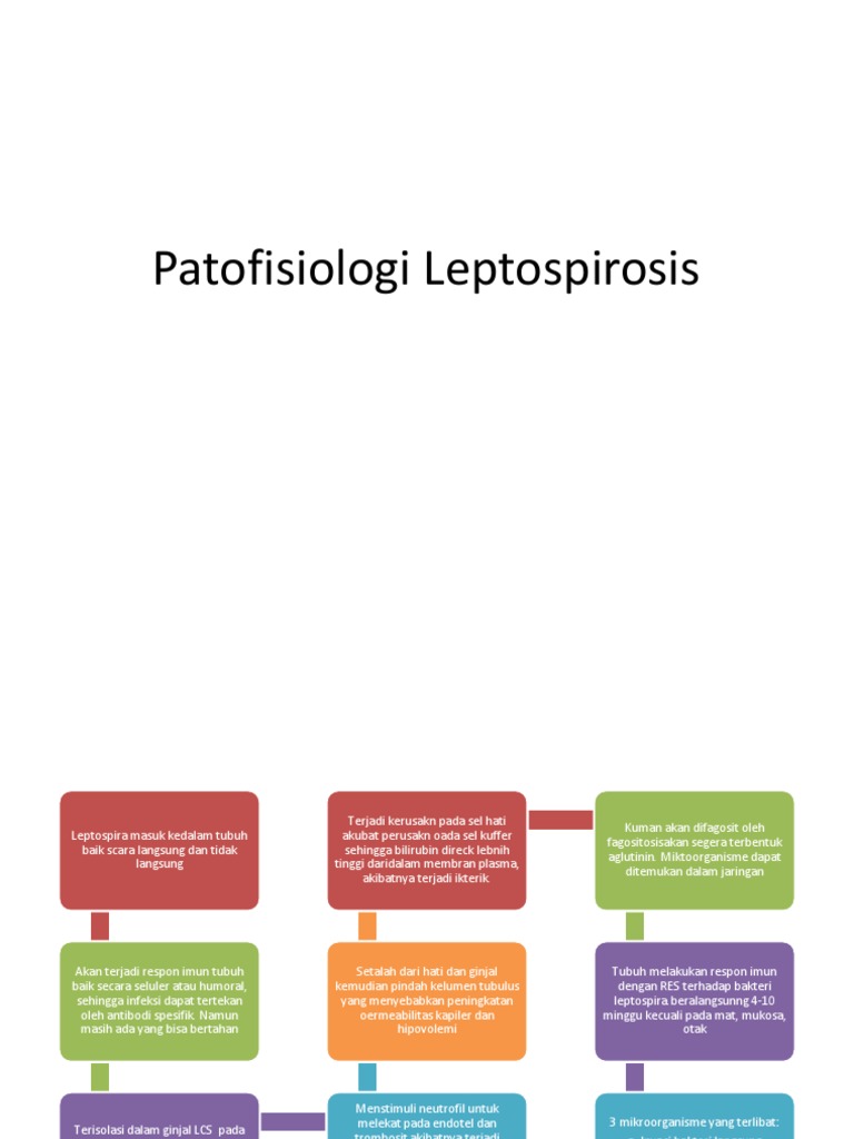Patofisiologi Leptospirosis PDF