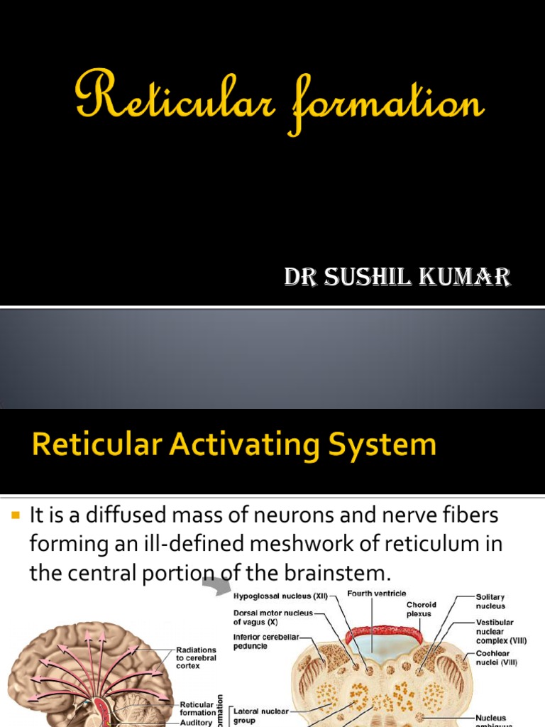 Functions of the Reticular Formation | PDF | Brainstem | Thalamus