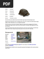 Jenis Hewan Di Kebun Binatang Siantar