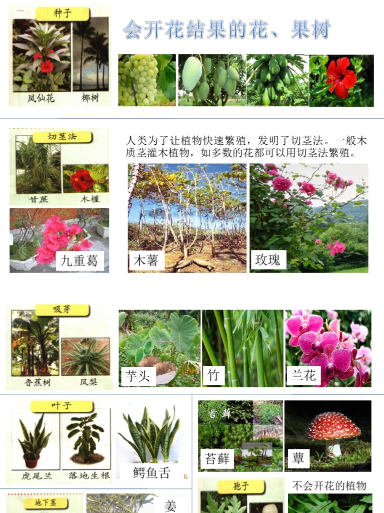 植物的繁殖