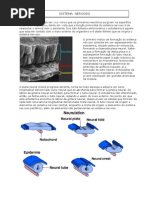 Apostila de Sistema Nervoso