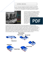 Sistema nervoso em 40