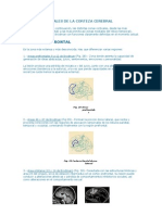 Areas Funcionales de La Corteza Cerebral