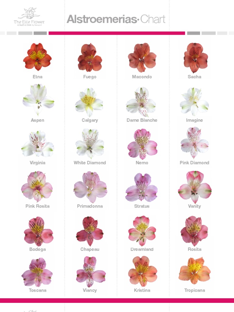 Alstroemeria Color Varieties Chart | PDF