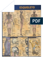 Anatomia Esqueleto Humano
