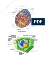 Celula Humana