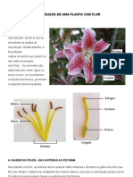 Os Órgãos de Reprodução de Uma Planta Com Flor