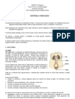 Sistema genituourinário