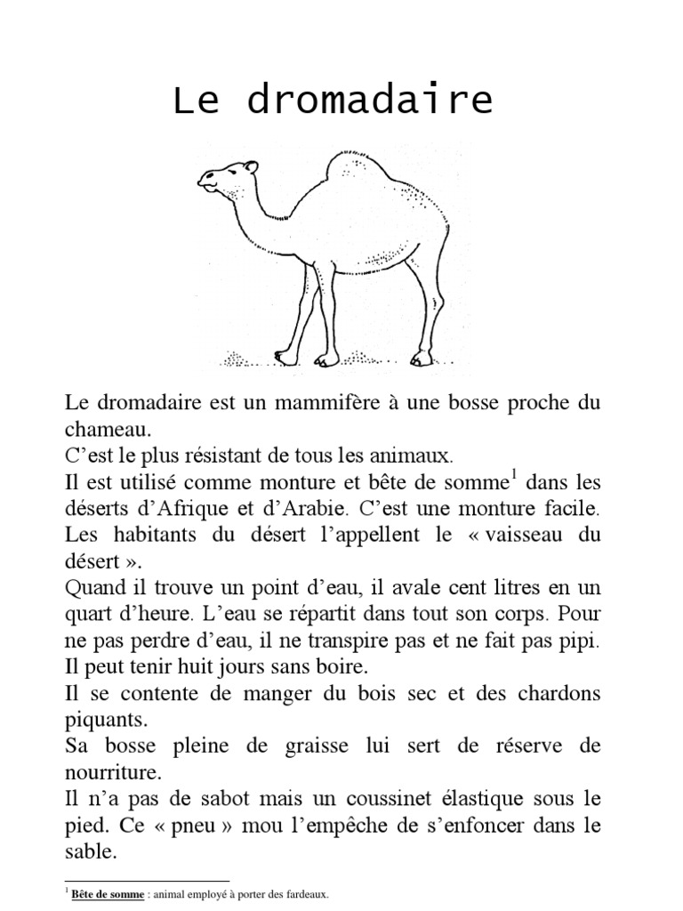 Le Dromadaire