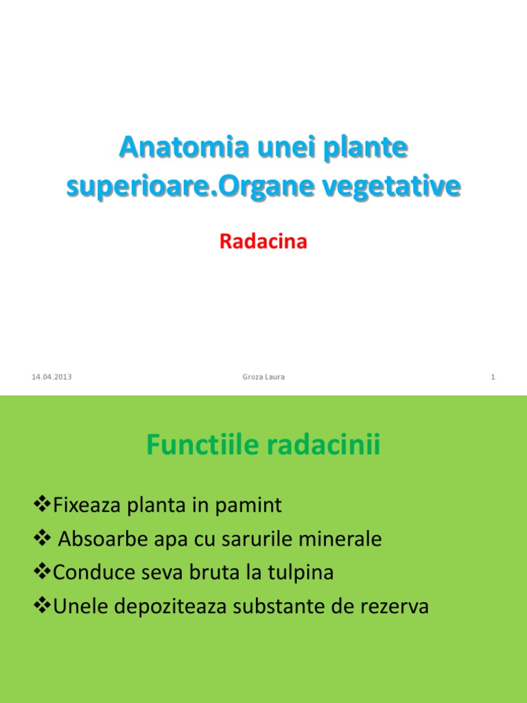 Radacina | PDF