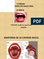 Anatomia de L Cavida Bucal