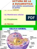 Membrana Celular y Sistema de Membranas Parte 1