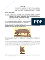 Razas de Cerdos Resumen PDF